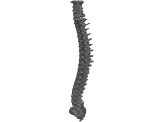 Spine 3D Model