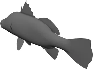 Barramundi 3D Model