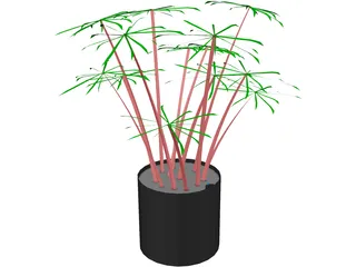 Cyperus Alternifolius 3D Model