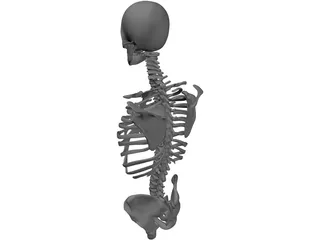 Upper Skeletal System 3D Model
