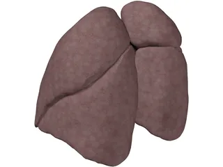 Lungs Human 3D Model