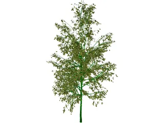 Birch Tree 3D Model