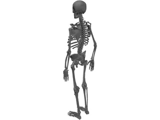 Skeleton 3D Model