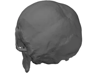 Skull Human 3D Model