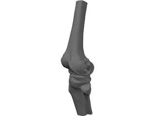 Human Knee Joint 3D Model