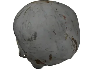 Human Skull No Jaw 3D Model