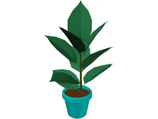 India-Rubber Plant 3D Model