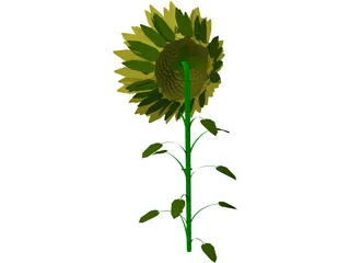 Sunflower 3D Model