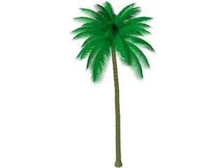 Palm Tree 3D Model