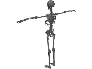 Skeleton 3D Model