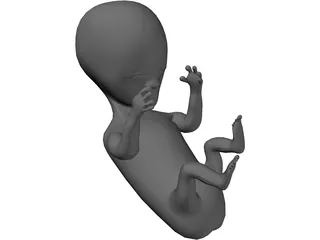 Fetus 12 Week 3D Model