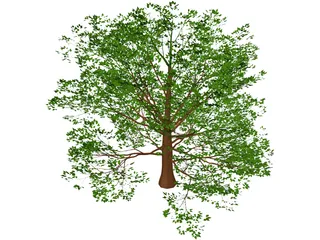 American Beech 3D Model