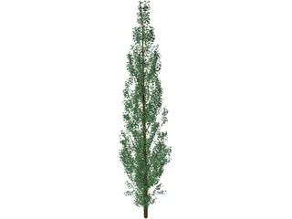 Pine Tree 3D Model