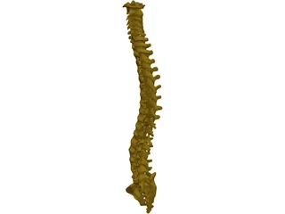 Human Spine 3D Model