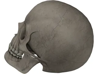 Skull 3D Model