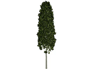 Carpinus Betulus Tree 3D Model