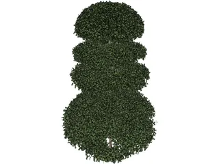 Buxux Semeprvirens Boxwood 3D Model