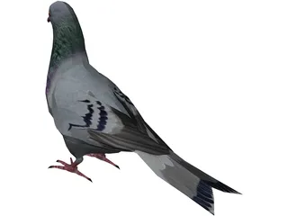 Pigeon 3D Model