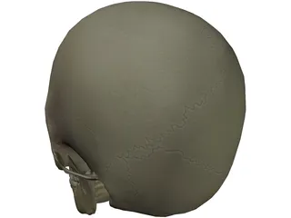 Skull 3D Model