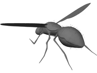 Fly 3D Model