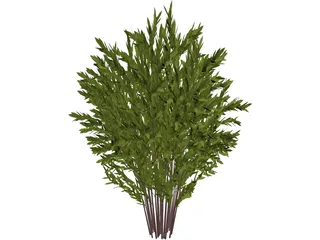 Nandina [Phyllostachys] 3D Model