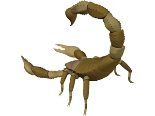 Scorpion - Buthidae Family - Hottentotta Species 3D Model