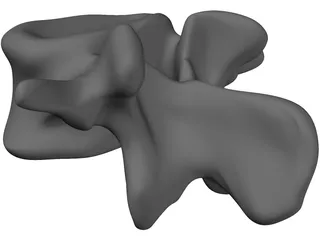 Vertebral Body 3D Model