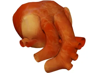 Human Heart 3D Model