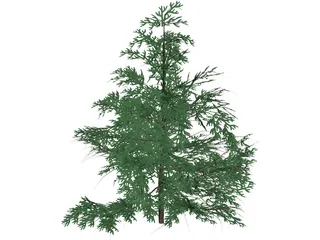 False Golden Larch 3D Model