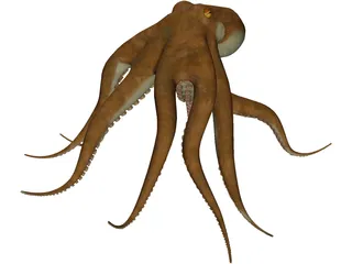 Octopus Vulgaris 3D Model