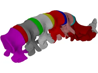 Lumbar Vertebrae Sacrum And Coccyx 3D Model