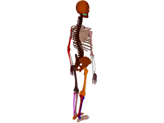 Skeleton Female 3D Model