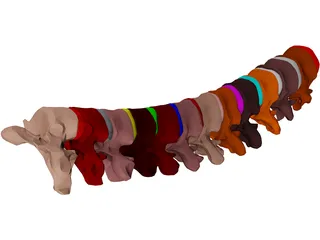 Vertebrae Thoracic 3D Model