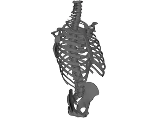 Torso Bone Male 3D Model