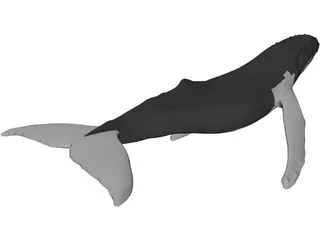 Whale Humpback 3D Model