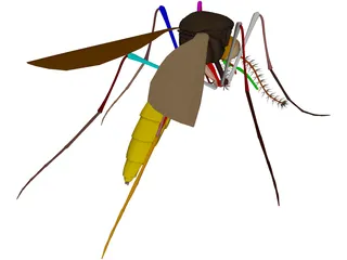 Mosquito 3D Model