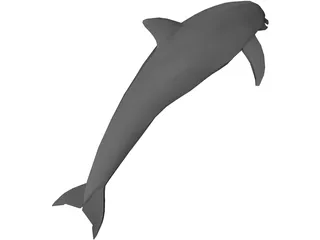 Dolphin 3D Model