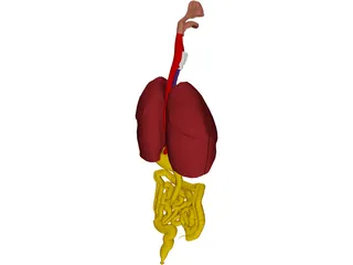 Digestive Tract and Respiratory 3D Model