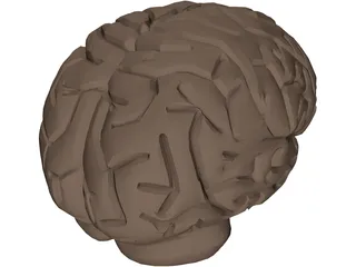 Brain 3D Model