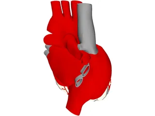 Heart with Internal Parts 3D Model