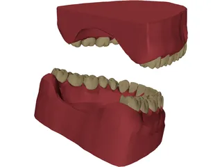 Teeth, Roots, Gums 3D Model