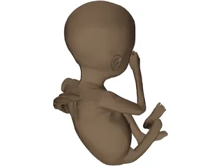 Fetus 3D Model