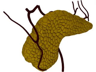 Pancreas 3D Model