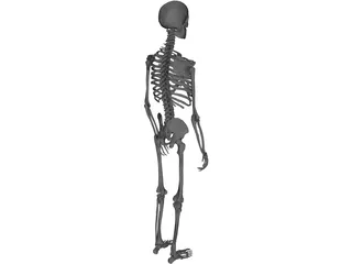 Skeleton Male 3D Model