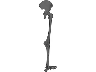 Skeletal Leg 3D Model