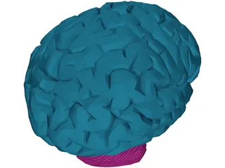 Brain Male 3D Model