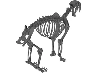 Tiger Saber Tooth Skeleton 3D Model