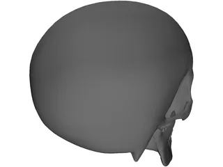 Skull 3D Model