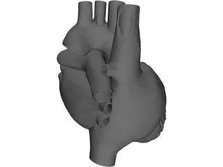 Heart 3D Model