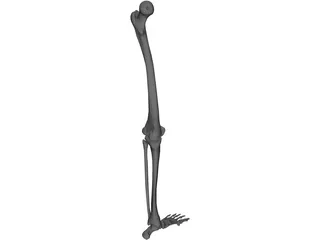 Leg Bone 3D Model